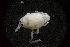  ( - LACM:DISCO:3303)  @11 [ ] CreativeCommons  Attribution (by) (2018) Natural History Museum of Los Angeles County Natural History Museum of Los Angeles County