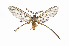  (Himantopterus fuscinervis - MM10093)  @11 [ ] CreativeCommons - Attribution Non-Commercial (2009) Marko Mutanen University of Oulu