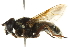 (Sericomyia militaris - KNWR 1564)  @14 [ ] CreativeCommons - Attribution (2011) CBG Photography Group Centre for Biodiversity Genomics