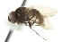  ( - KNWR 1888)  @12 [ ] CreativeCommons - Attribution (2011) CBG Photography Group Centre for Biodiversity Genomics