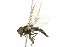  ( - KNWR 2288)  @14 [ ] CreativeCommons - Attribution (2011) CBG Photography Group Centre for Biodiversity Genomics