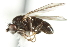 (Psilopa girschneri - KNWR 3079)  @13 [ ] CreativeCommons - Attribution (2011) CBG Photography Group Centre for Biodiversity Genomics