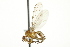  (Suillia convergens - KNWR 3283)  @14 [ ] CreativeCommons - Attribution (2011) CBG Photography Group Centre for Biodiversity Genomics
