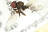  ( - KNWR 6768)  @13 [ ] CreativeCommons - Attribution (2011) CBG Photography Group Centre for Biodiversity Genomics