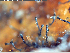  (Chaenothecopsis caelumsaltator - MCM463)  @11 [ ] CreativeCommons  Attribution Non-Commercial Share-Alike (2025) Diane L. Haughland Unspecified