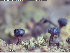  ( - ABMI21)  @11 [ ] CreativeCommons  Attribution Non-Commercial Share-Alike (2025) Diane L. Haughland Unspecified