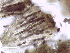  (Chaenothecopsis calicii-viridis - MCM465)  @11 [ ] CreativeCommons  Attribution Non-Commercial Share-Alike (2025) Diane L. Haughland Unspecified