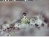  (Chaenothecopsis yukonensis - ABMI24)  @11 [ ] CreativeCommons  Attribution Non-Commercial Share-Alike (2025) Diane L. Haughland Unspecified