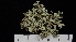  ( - ABMI.L.2555)  @11 [ ] CreativeCommons  Attribution Non-Commercial Share-Alike (2022) Diane L. Haughland Alberta Biodiversity Monitoring Institute