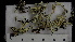  (Xanthoparmelia wyomingica - ABMI.L.801094)  @11 [ ] CreativeCommons  Attribution Non-Commercial Share-Alike (2022) Diane L. Haughland Alberta Biodiversity Monitoring Institute