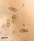  ( - DLH-2015-138A)  @11 [ ] CreativeCommons  Attribution Non-Commercial Share-Alike (2020) Diane L. Haughland Unspecified