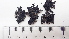  ( - DLH-2015-196)  @11 [ ] CreativeCommons  Attribution Non-Commercial Share-Alike (2020) Diane L. Haughland Unspecified