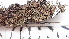  (Hypogymnia subobscura - DLH-2015-225)  @11 [ ] CreativeCommons  Attribution Non-Commercial Share-Alike (2020) Diane L. Haughland Unspecified