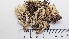  ( - DLH-2015-260)  @11 [ ] CreativeCommons  Attribution Non-Commercial Share-Alike (2020) Diane L. Haughland Unspecified