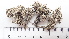  ( - DLH-2015-77)  @11 [ ] CreativeCommons  Attribution Non-Commercial Share-Alike (2020) Diane L. Haughland Unspecified