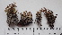  ( - DLH-2015-87)  @11 [ ] CreativeCommons  Attribution Non-Commercial Share-Alike (2020) Diane L. Haughland Alberta Biodiversity Monitoring Institute