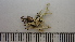  (Flavocetraria minuscula - DLH-2015-95)  @11 [ ] CreativeCommons  Attribution Non-Commercial Share-Alike (2020) Diane L. Haughland Unspecified