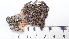  (Melanohalea subelegantula - DLH-2016-352)  @11 [ ] CreativeCommons  Attribution Non-Commercial Share-Alike (2020) Diane L. Haughland Unspecified