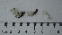  ( - DLH-2017-420)  @11 [ ] CreativeCommons  Attribution Non-Commercial Share-Alike (2020) Diane L. Haughland Unspecified