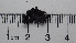  (Umbilicaria phaea - DLH-2017-507)  @11 [ ] CreativeCommons  Attribution Non-Commercial Share-Alike (2020) Diane L. Haughland Unspecified