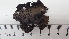  ( - DLH-2017-509)  @11 [ ] CreativeCommons  Attribution Non-Commercial Share-Alike (2020) Diane L. Haughland Unspecified
