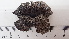  ( - DLH-2017-509)  @11 [ ] CreativeCommons  Attribution Non-Commercial Share-Alike (2020) Diane L. Haughland Unspecified