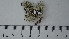  (Ramalina intermedia - DLH-2017-525)  @11 [ ] CreativeCommons  Attribution Non-Commercial Share-Alike (2020) Diane L. Haughland Unspecified