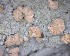  ( - DLH-2017-617)  @11 [ ] CreativeCommons  Attribution Non-Commercial Share-Alike (2020) Diane L. Haughland Unspecified