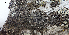  ( - DLH-2017-692)  @11 [ ] CreativeCommons  Attribution Non-Commercial Share-Alike (2020) Diane L. Haughland Unspecified