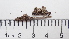  (Melanohalea trabeculata - DLH-2017-704)  @11 [ ] CreativeCommons  Attribution Non-Commercial Share-Alike (2020) Diane L. Haughland Unspecified