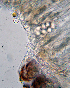  ( - DLH-2017-725)  @11 [ ] CreativeCommons  Attribution Non-Commercial Share-Alike (2020) Diane L. Haughland Unspecified