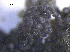  ( - DLH-2017-725)  @11 [ ] CreativeCommons  Attribution Non-Commercial Share-Alike (2020) Diane L. Haughland Unspecified