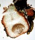  ( - DLH-2017-725)  @11 [ ] CreativeCommons  Attribution Non-Commercial Share-Alike (2020) Diane L. Haughland Unspecified