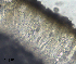  ( - DLH-2017-735)  @11 [ ] CreativeCommons  Attribution Non-Commercial Share-Alike (2020) Diane L. Haughland Unspecified