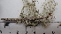  ( - DLH-2017-757)  @11 [ ] CreativeCommons  Attribution Non-Commercial Share-Alike (2020) Diane L. Haughland Unspecified