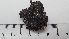  (Umbilicaria muhlenbergii - DLH-2017-767)  @11 [ ] CreativeCommons  Attribution Non-Commercial Share-Alike (2020) Diane L. Haughland Unspecified