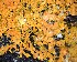  (Xanthoria sorediata - DLH-2017-823)  @11 [ ] CreativeCommons  Attribution Non-Commercial Share-Alike (2020) Diane L. Haughland Unspecified