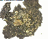  (Umbilicaria vellea - DLH-2018-356)  @11 [ ] Unspecified (default): All Rights Reserved  Unspecified Unspecified
