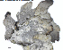  (Umbilicaria koidzumii - DLH-2018-356A)  @11 [ ] Unspecified (default): All Rights Reserved  Unspecified Unspecified