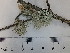  (Ramalina dilacerata - DLH-2018-408)  @11 [ ] Unspecified (default): All Rights Reserved  Unspecified Unspecified