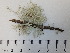  (Ramalina obtusata - DLH-2018-KR2)  @11 [ ] Unspecified (default): All Rights Reserved  Unspecified Unspecified