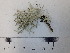  (Ramalina pollinaria - DLH-2018-KR6)  @11 [ ] Unspecified (default): All Rights Reserved  Unspecified Unspecified