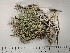  (Usnea viktoriana - DLH-2018-KR7)  @11 [ ] Unspecified (default): All Rights Reserved  Unspecified Unspecified