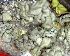  (Lecanora pringlei - DLH-Tombstone2018-12A)  @11 [ ] Unspecified (default): All Rights Reserved  Unspecified Unspecified
