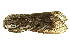  ( - DMLEP-0069)  @12 [ ] CreativeCommons - Attribution (2010) CBG Photography Group Centre for Biodiversity Genomics