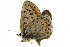  ( - BIOUG00716-F09)  @12 [ ] CreativeCommons - Attribution (2011) CBG Photography Group Centre for Biodiversity Genomics