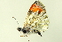  ( - BIOUG00719-B08)  @12 [ ] CreativeCommons - Attribution (2011) CBG Photography Group Centre for Biodiversity Genomics