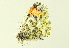  (Anthocharis cethura cethura - BIOUG00719-C03)  @13 [ ] CreativeCommons - Attribution (2011) CBG Photography Group Centre for Biodiversity Genomics