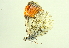  ( - BIOUG00719-E10)  @12 [ ] CreativeCommons - Attribution (2011) CBG Photography Group Centre for Biodiversity Genomics