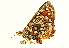  (Euphydryas editha augustina - BIOUG00719-G08)  @12 [ ] CreativeCommons - Attribution (2011) CBG Photography Group Centre for Biodiversity Genomics